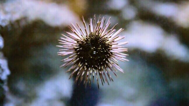 A purple urchin sits against the window of its exhibit.