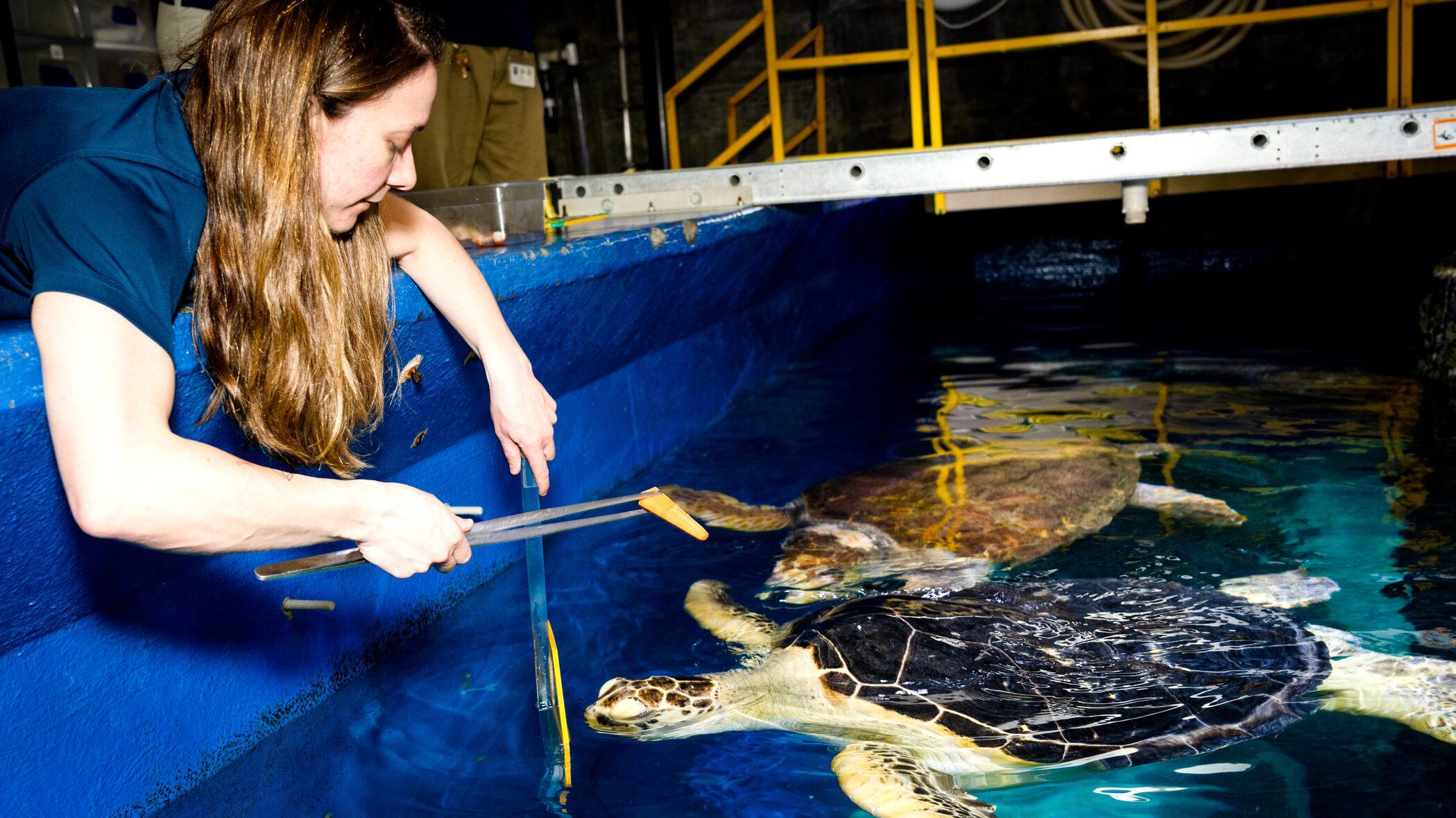 Staff member feeds carrot to sea turtle in exhibit from behind the scenes using tongs.