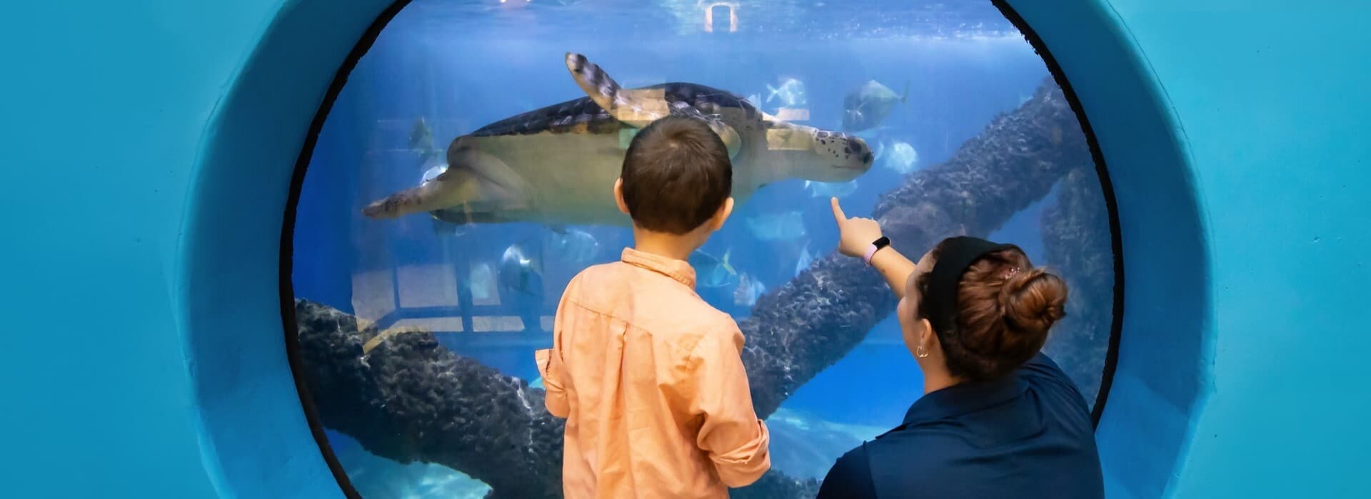 Educator with child guest viewing sea turtle exhibit