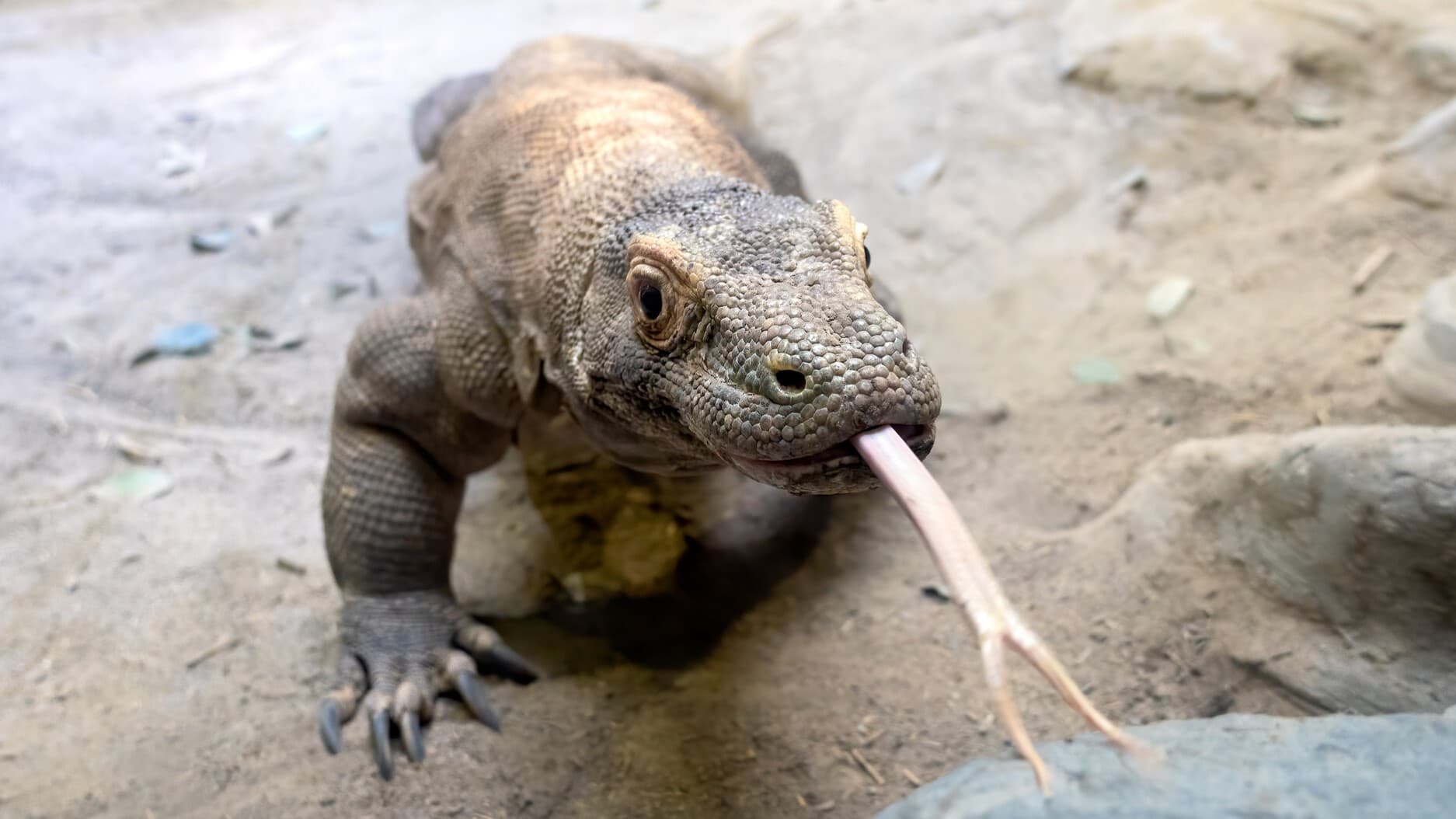 Komodo-with-tongue-out