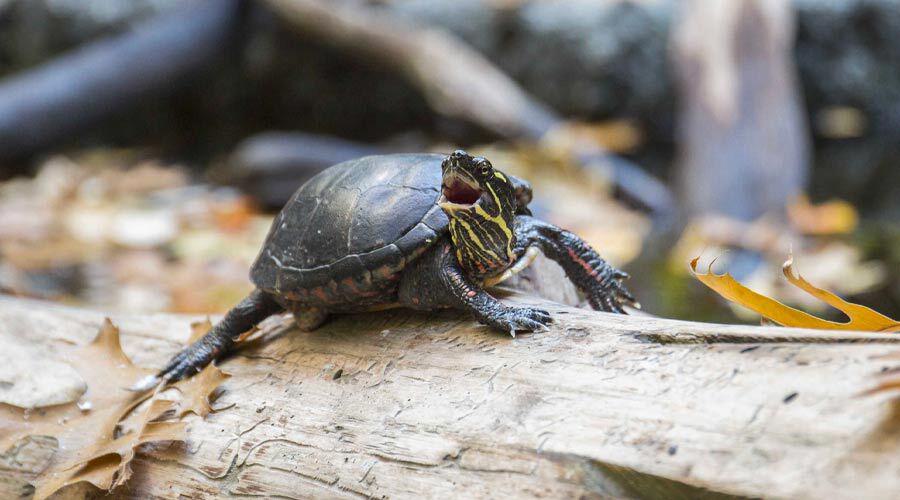 Shocked Turtle on Log