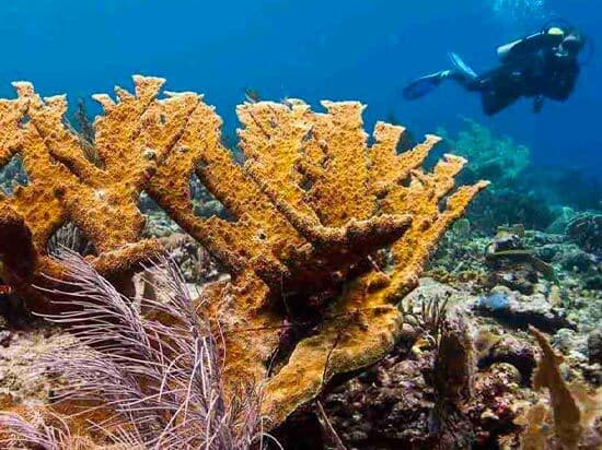 Diver Snorkling Around Coral