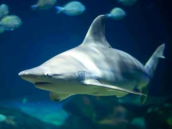 Shark Swimming in Aquarium